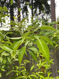 Yuzu Citrus Tree Cuttings - 4 Fresh Cold Hardy Cuttings for Japanese Cooking - Fragrant Fruits - Citrus junos