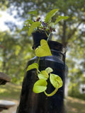 Pothos Neon Rooted Cutting - 100% Organic & Chemical-Free Live Plant - Epipremnum aureum