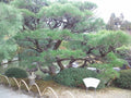Japanese Black Pine Tree Seeds - 15 Seeds - Pinus thunbergii - Ideal for Bonsai or Landscaping