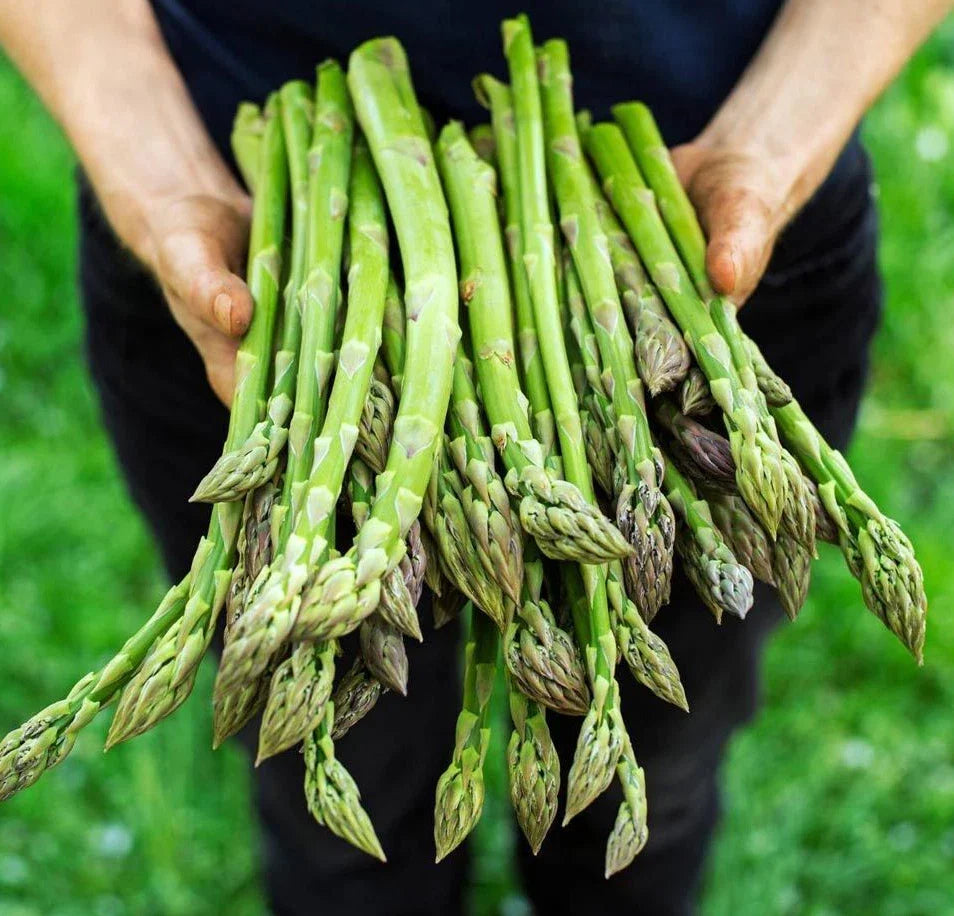 Asparagus Seeds - 100+ Count - Mary Washington - Non-GMO Heirloom Organic (Asparagus officinalis)