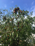 Tigertooth Jujube Tree Cuttings - 5 Pack, Fresh 6-8" Hardened Twigs, 1 Year Old - Ziziphus jujuba
