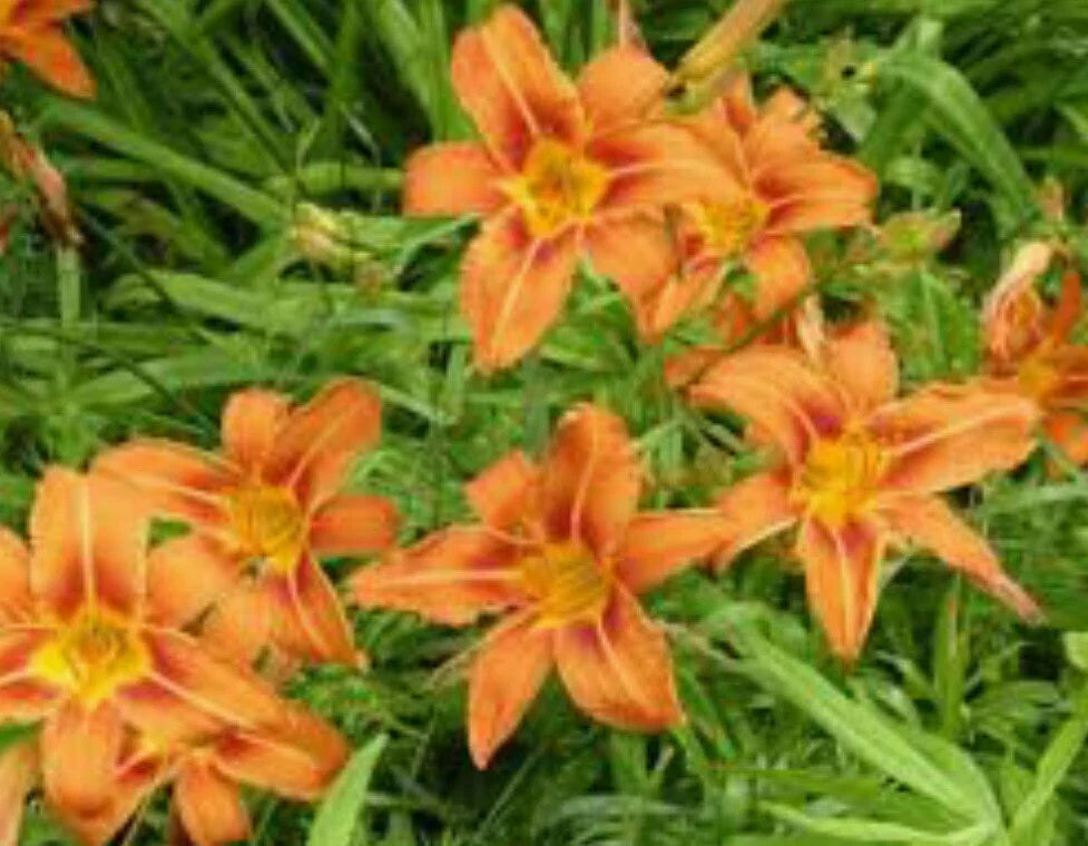 Orange Daylily Bulbs - 10 Count - Tawny Day Lily - Hemerocallis fulva - Wildflower Garden Plants