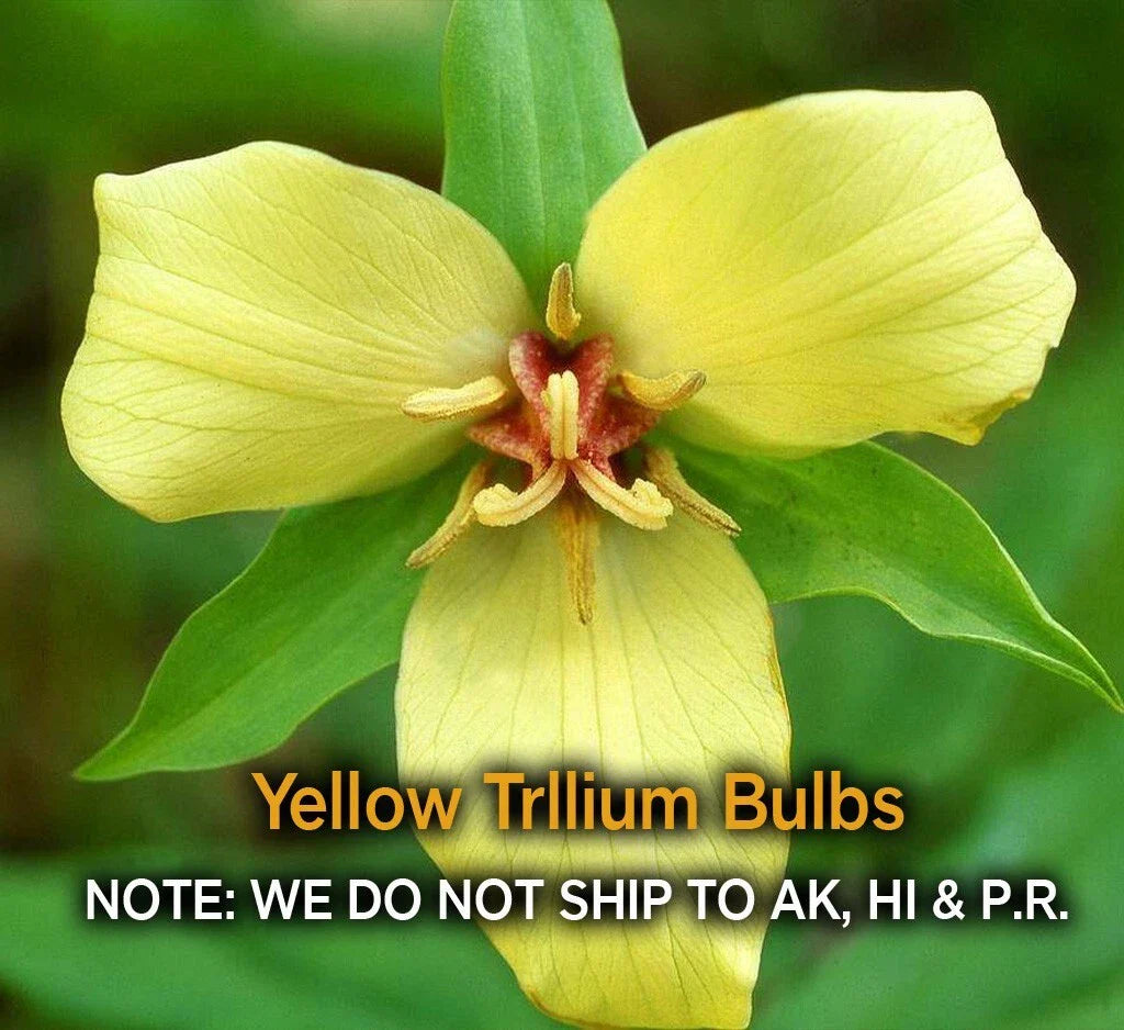 Yellow Trillium Bulbs - 5 Bare Root Wildflowers for Woodland Shade, Trillium luteum, Zones 4–9