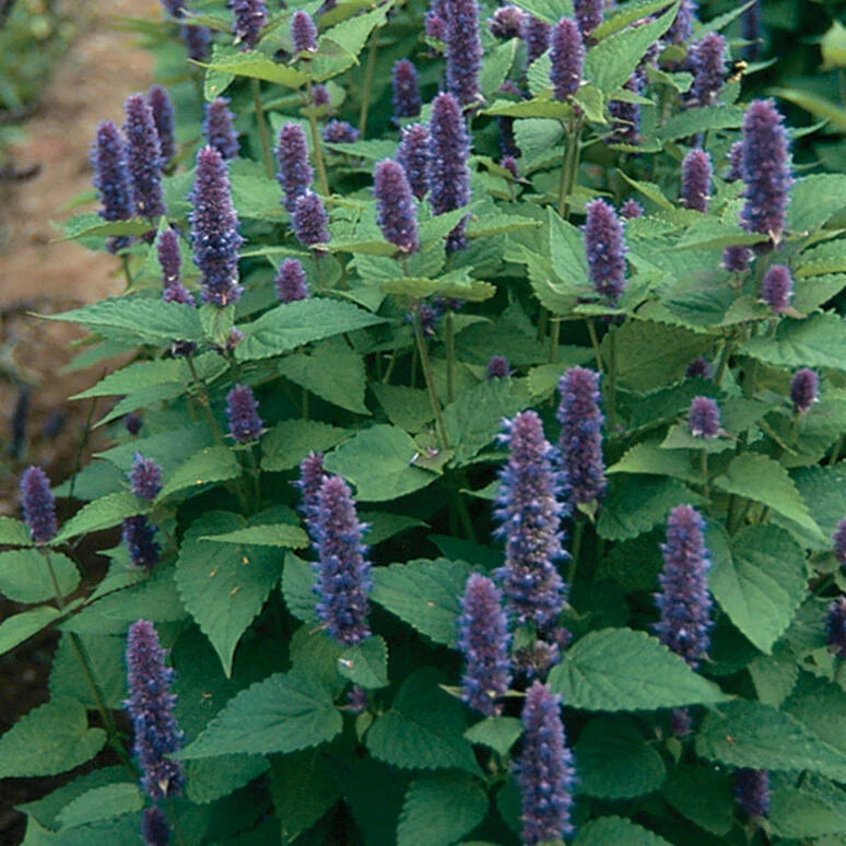 Anise Hyssop Seeds - 1000 Non-GMO Seeds for Herbal Gardens - Agastache foeniculum