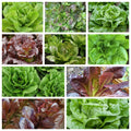Romaine & Butterhead Lettuce Collection, NON-GMO, 10 Varieties, Lactuca sativa, Fresh Garden Seeds