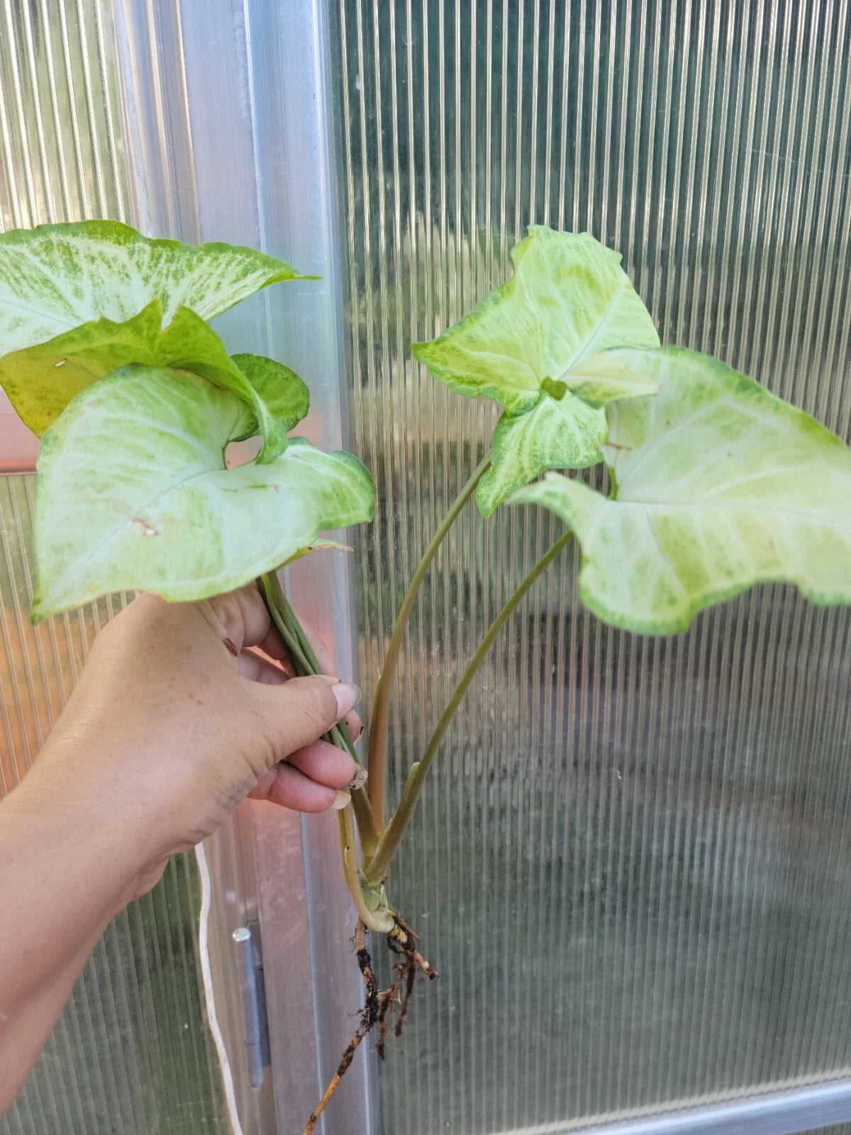 Syngonium Podophyllum 'White Butterfly' Arrowhead Plant - Well Rooted, Bare Root, Indoor Houseplant, Variegated Foliage