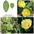 Eastern Prickly Pear Cactus Pad Cuttings - 4 Unrooted Pads - Opuntia ficus-indica
