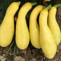 Fresh Early Crookneck Summer Squash Seeds - 20 Quality Seeds - Cucurbita pepo