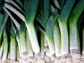 Leek Seed - Large American Flag Variety - Fresh Seed - Allium ampeloprasum