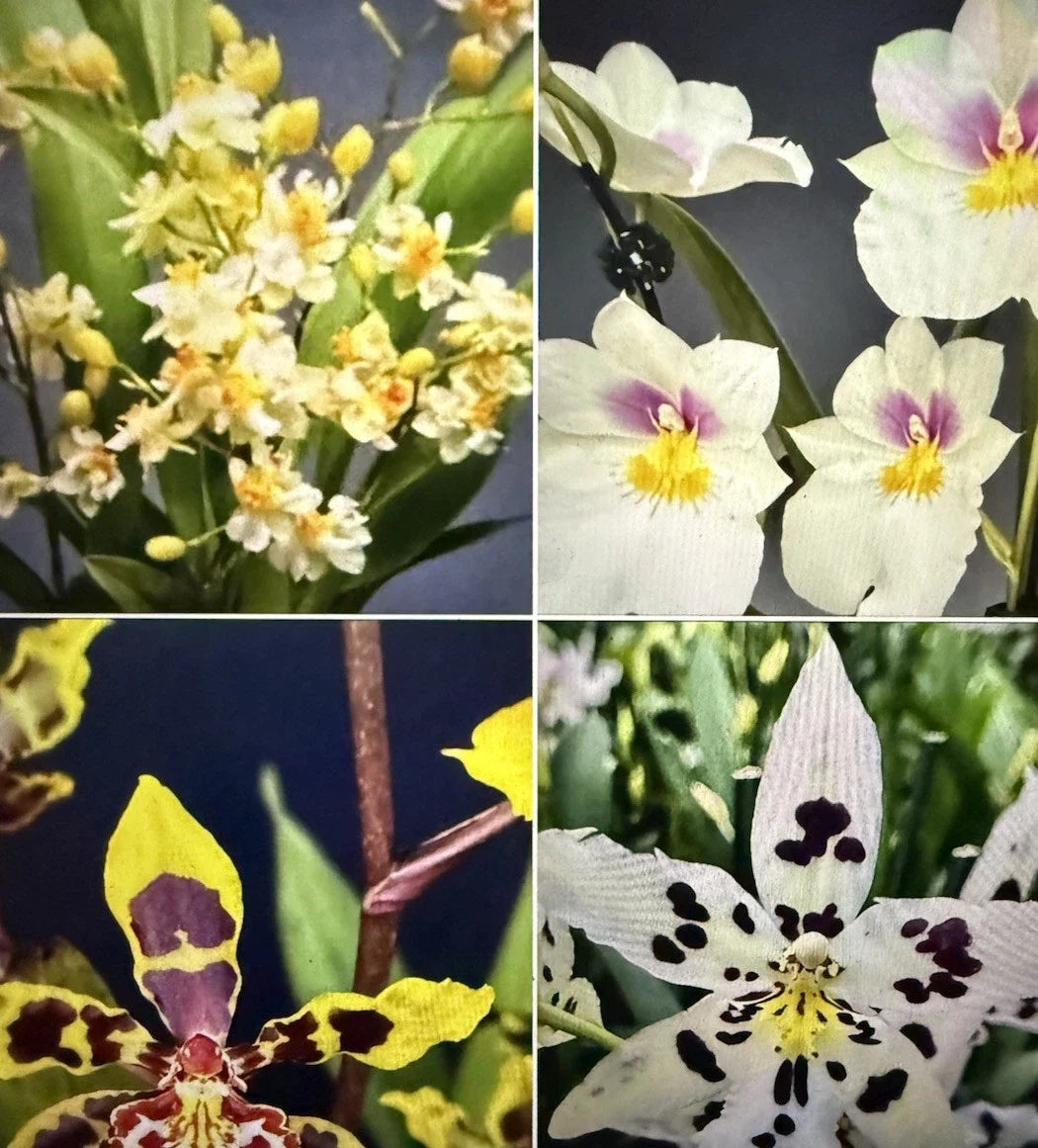 Orchid Plant Bulbs - Oncidium & Miltonia Mix - 8 Bare Root Bulbs - Unique Varieties for Home or Garden