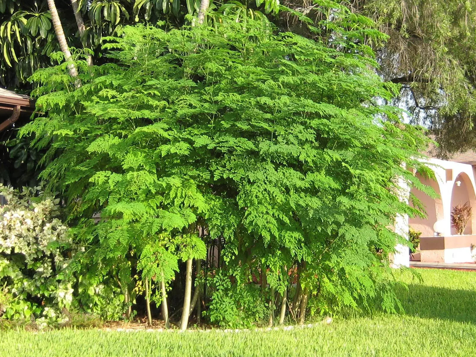 Moringa Tree Seeds - 25+ Seeds - Easy to Grow - The Tree of Life (Moringa oleifera) - Endless Forest Farms
