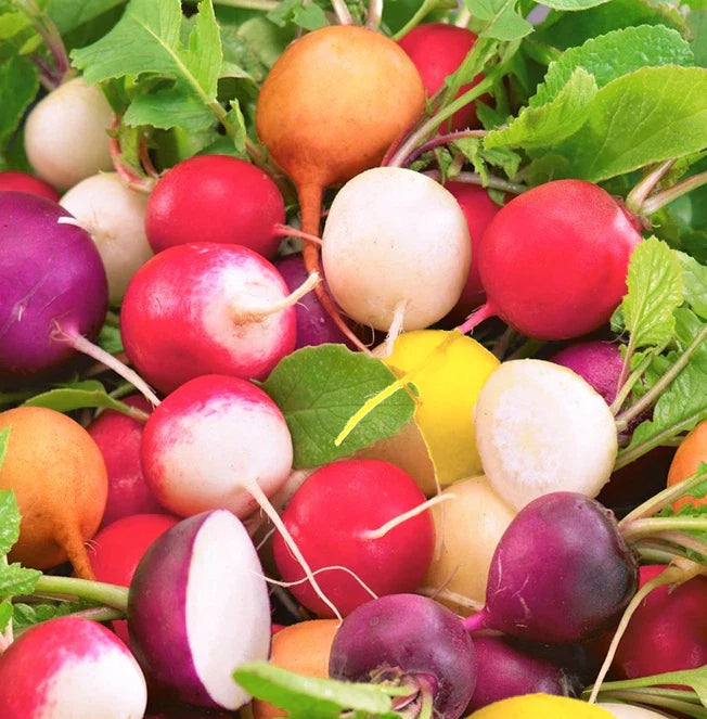 Radish Seeds Mix | Rainbow Crayon Colors | USA Garden Vegetable | Raphanus sativus