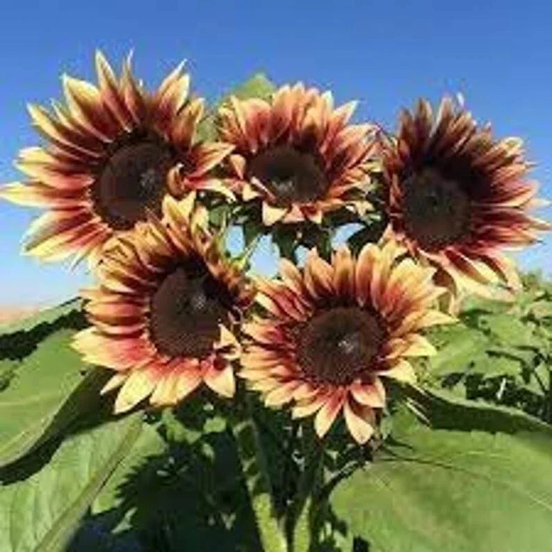 Organic Plum Sunflower Seeds - 20 Pack - Helianthus annuus - USA Grown, Free Shipping