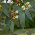 Peppermint Eucalyptus Seeds - 50 Perennial Flower Seeds - Eucalyptus globulus - US Seller
