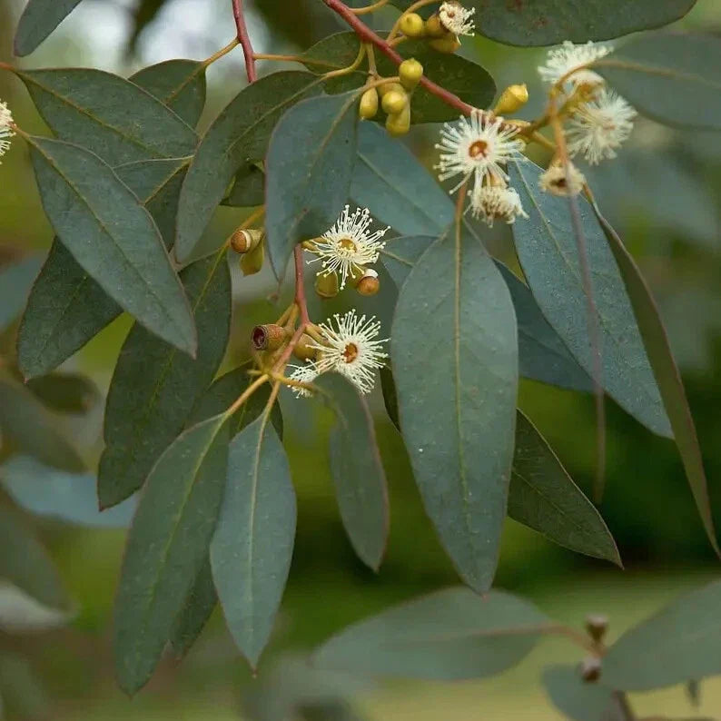 Peppermint Eucalyptus Seeds - 50 Perennial Flower Seeds - Eucalyptus globulus - US Seller