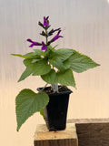 Salvia Amethyst Live Plant 2” Pot Purple Flowers Meadow Sage Perennial Plant (Salvia nemorosa) 3-4” Tall