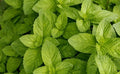 Spearmint Seeds Bulk 1000 Count - Mojito Mint, Mint Julep, Confectionery - Herbal Tea & Aroma (Mentha spicata)