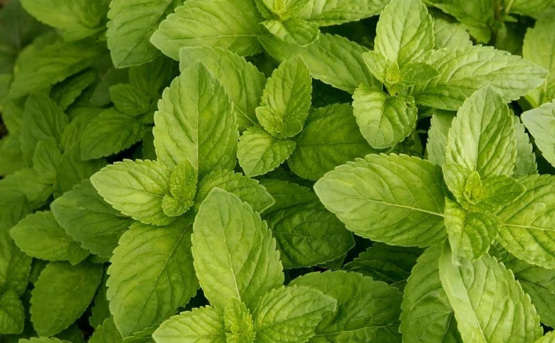 Spearmint Seeds Bulk 1000 Count - Mojito Mint, Mint Julep, Confectionery - Herbal Tea & Aroma (Mentha spicata)