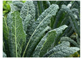 Dinosaur Kale Seeds - Lacinato Variety - Black Tuscany (Nero di Toscana) - Heirloom Forage Seeds