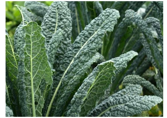 Dinosaur Kale Seeds - Lacinato Variety - Black Tuscany (Nero di Toscana) - Heirloom Forage Seeds
