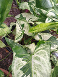 Syngonium Three Kings Unrooted Cutting - 2 Leaves, 2 Nodes - Live Plant - Syngonium podophyllum