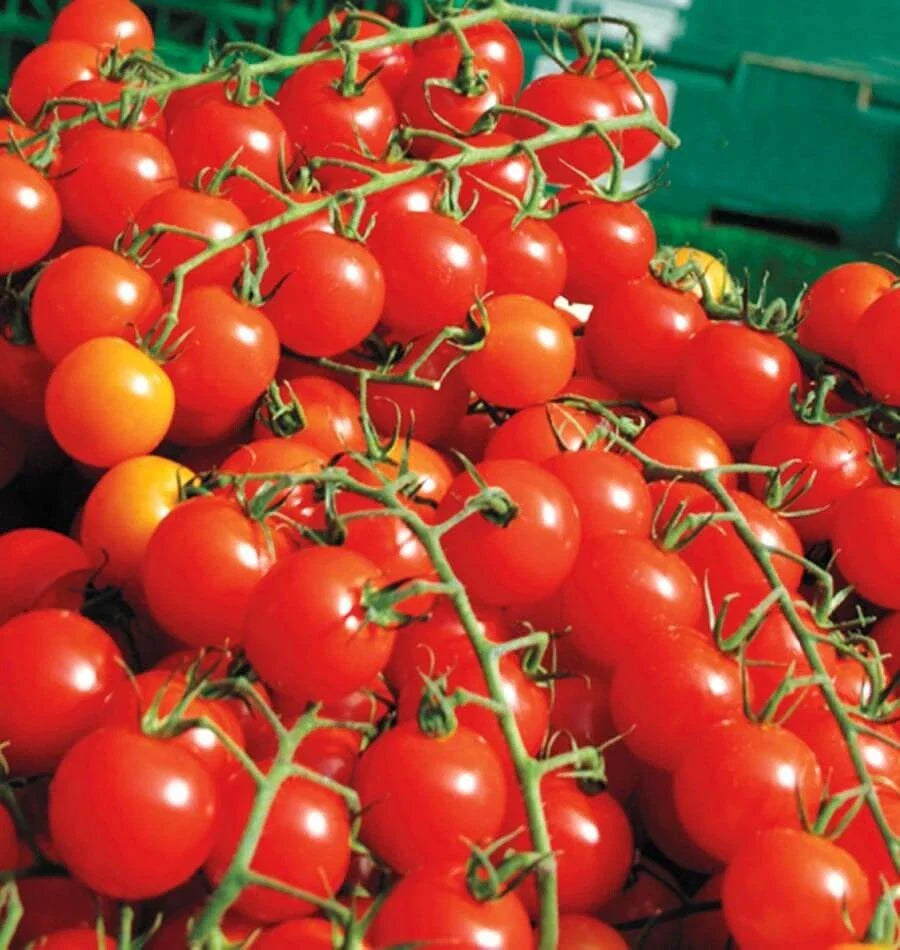 Large Red Cherry Tomato Seeds - 100+ Heirloom Non-GMO Organic - Solanum lycopersicum