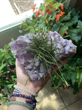 Small Clump Air Plants - 3 Natural Texas Tillandsia Moss Balls - Unique Boho Decor - Easy Care Air Plants