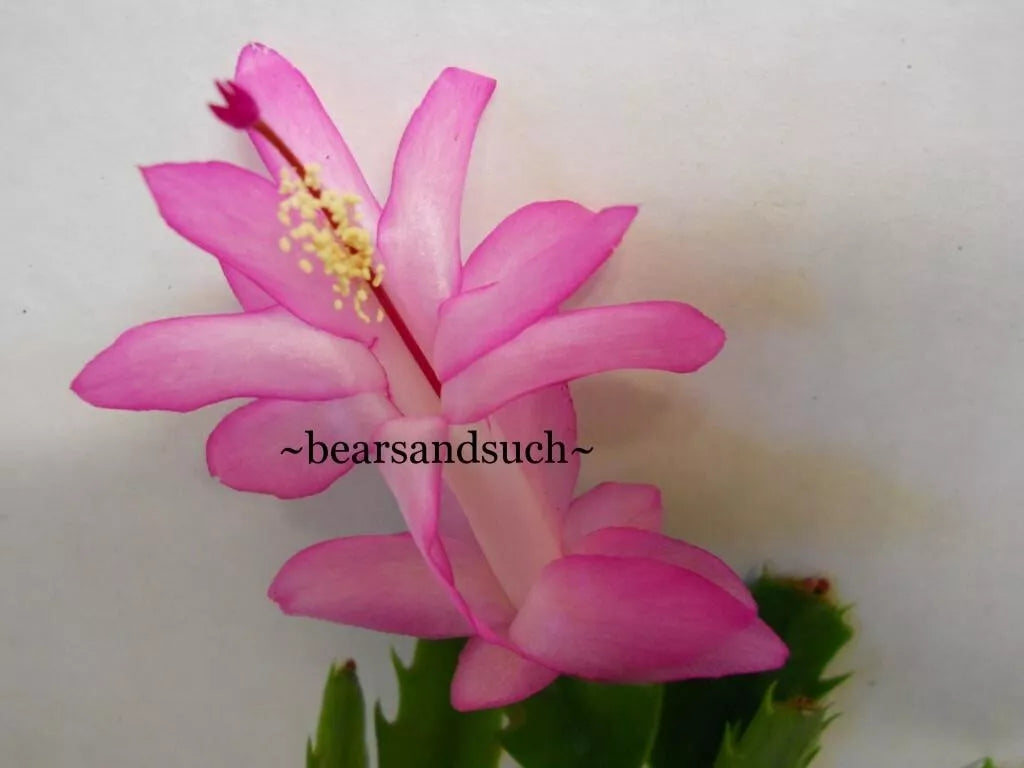 Schlumbergera Starter Plant - Thor Caroline - Christmas Cactus - Holiday Blooming Houseplant