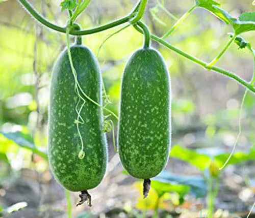 Organic Hairy Skin Gourd Seeds - 20+ Fuzzy Melon Wax Gourd Hairy Melon (Benincasa hispida) - Mokwa USA