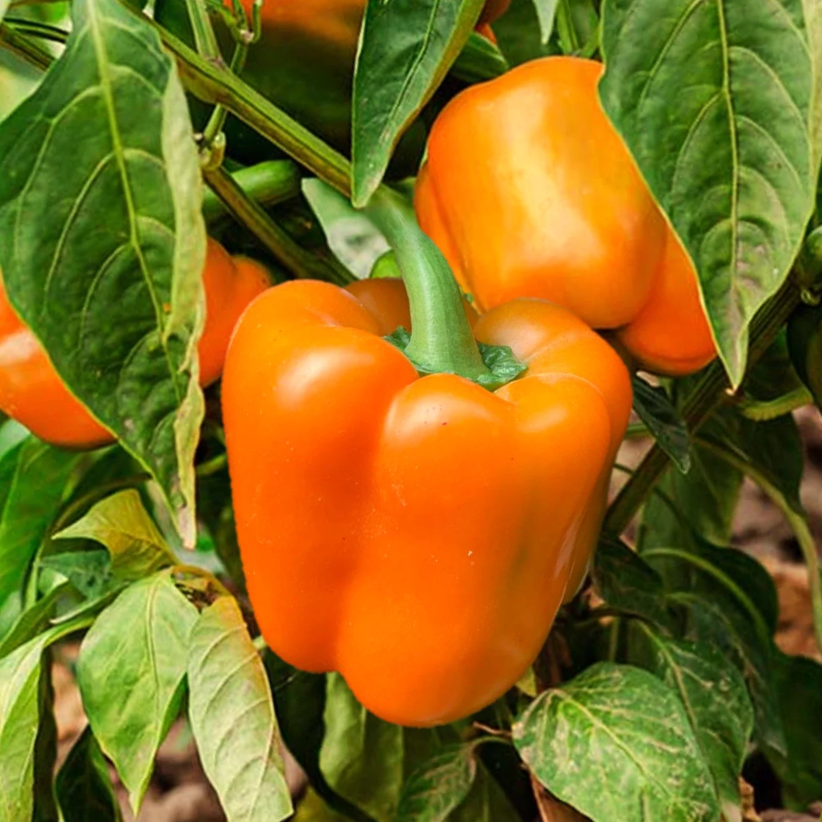 Orange Sun Sweet Bell Pepper Seeds - Heirloom Non-GMO for 2025 Planting - Crisp Variety