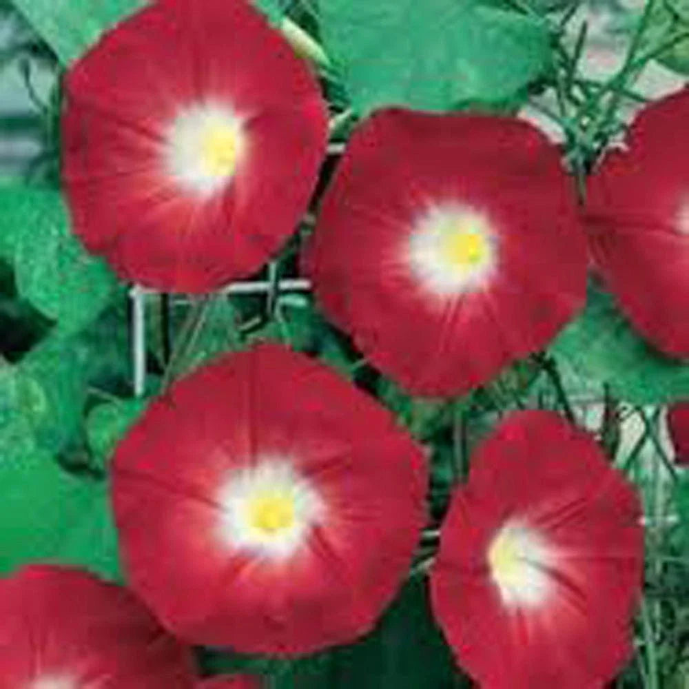 Scarlet O'Hara Morning Glory Seeds - 100+ Seeds - Season Long Blooms - Ipomoea purpurea