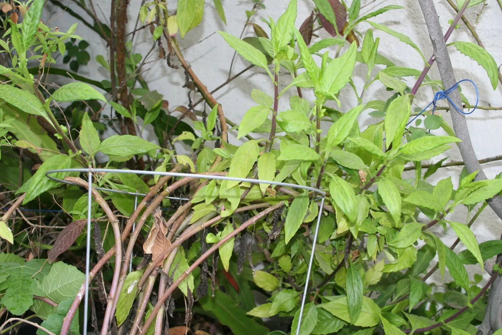 Cuttings 8" Gynura Procumbens Longevity Spinach Perennial Edible Vegetable, Healthy Green Leaves