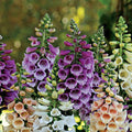 Dwarf Foxglove Seeds FOXY MIX - Deer Resistant Biennial Non-GMO, 400 Seeds - Digitalis purpurea