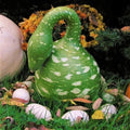 Gooseneck Bottle Gourd Seeds - 5+ Heirloom Non-GMO - Cucurbita pepo - USA Seller, Free Shipping
