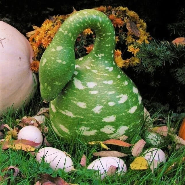 Gooseneck Bottle Gourd Seeds - 5+ Heirloom Non-GMO - Cucurbita pepo - USA Seller, Free Shipping