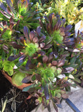 Large Bicolor Aeonium Cuttings - Succulent Plant - Drought Tolerant - Aeonium arboreum