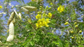 Totoposte Bush Seeds (10 Seeds) - Caesalpinia Velutina - Drought-Resistant, Ornamental Plant Seeds for Gardens