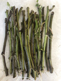 Sweet Potato Slips 20 Count Cutting Vine Ipomoea batatas Ready to Plant Organic Garden Starter