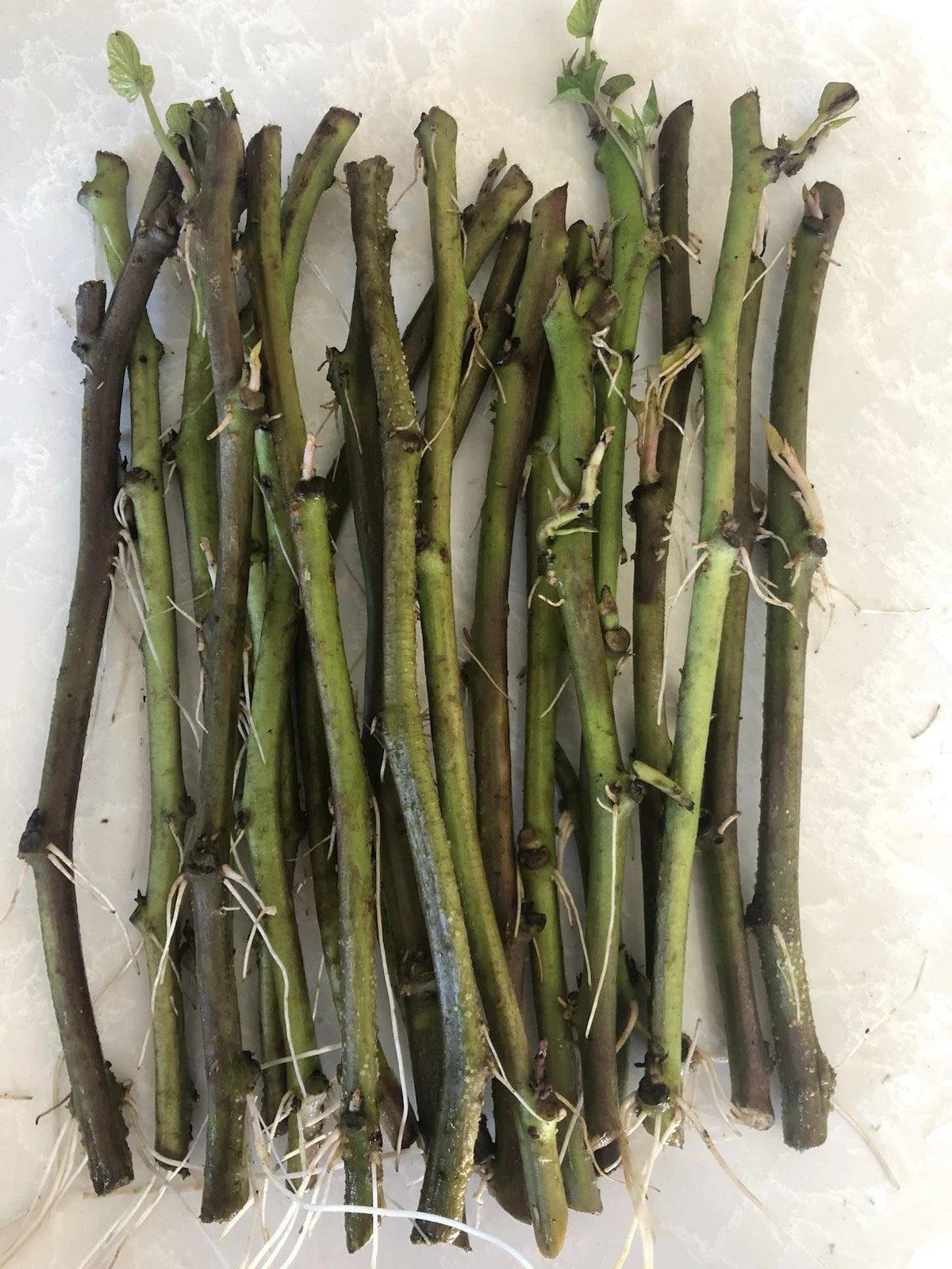 Sweet Potato Slips 20 Count Cutting Vine Ipomoea batatas Ready to Plant Organic Garden Starter