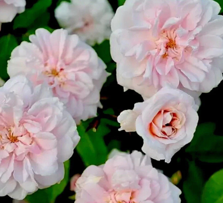 Heirloom Rose Cuttings - 16 Premium Cecile Brunner Cuttings for Fragrant Bushes - Rosa ceciliae