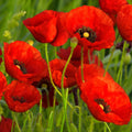 Red Poppy Wildflower Seeds 1/4 Lb - Papaver rhoeas - Mylar Seed Packet - Everwilde Farms