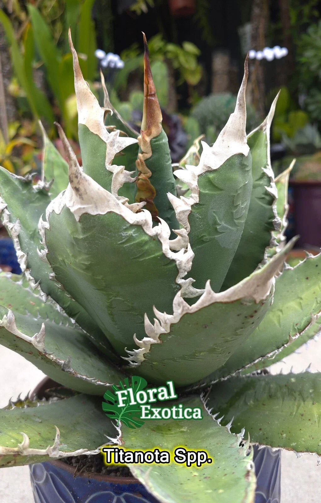 Agave Titanota Pups - Starter Plant - Rare Variety - Agave titanota