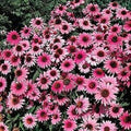 50 Purple Bravado Coneflower Seeds - Echinacea Purpurea Perennial Flowers for Garden Planting, USA Grown