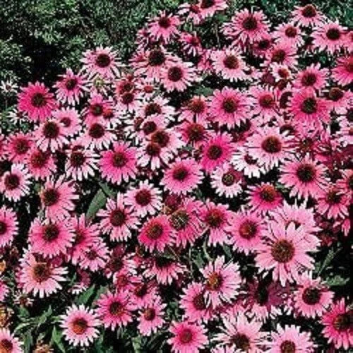 50 Purple Bravado Coneflower Seeds - Echinacea Purpurea Perennial Flowers for Garden Planting, USA Grown