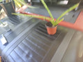 Sansevieria cylindrica Baby Snake Plant 4-inch African Spear Indoor Houseplant