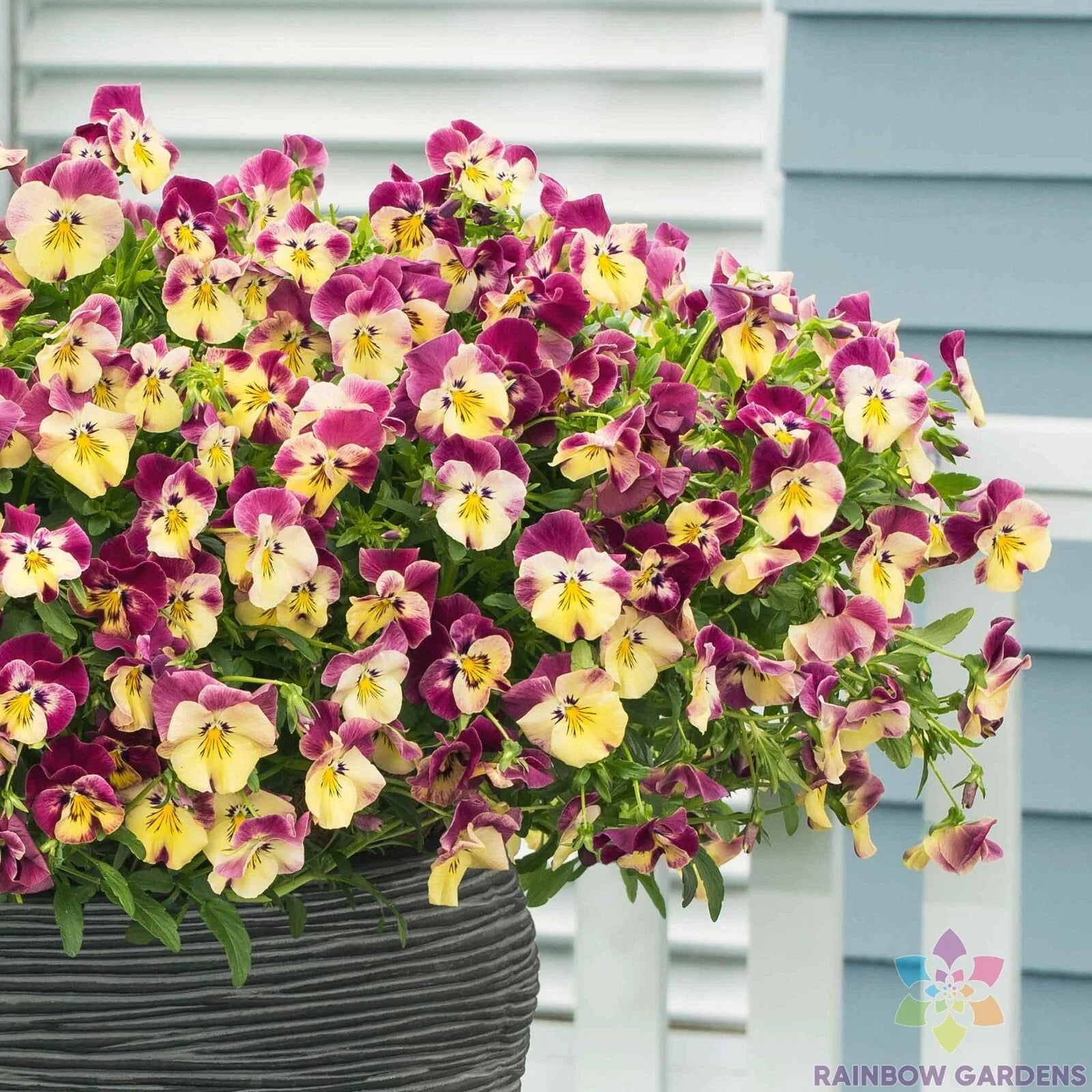 Cool Wave Strawberry Swirl Pansy Seeds - 200+ Count (Viola) for Garden Planting - Vibrant Colorful Flowers