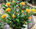 Golden Brush Dwarf Ginger Starter Plant - Burbidgea schizocheila - Small Rooted Plant, Healthy Well Rooted - Ships in Pot