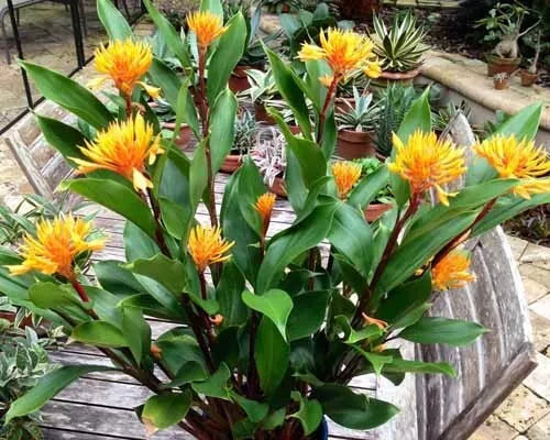 Golden Brush Dwarf Ginger Starter Plant - Burbidgea schizocheila - Small Rooted Plant, Healthy Well Rooted - Ships in Pot