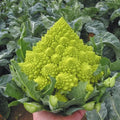 Romanesco Broccoli Seeds - 50+ Heirloom, Organic, Non-GMO - Fresh Vegetable Seeds for Gardening