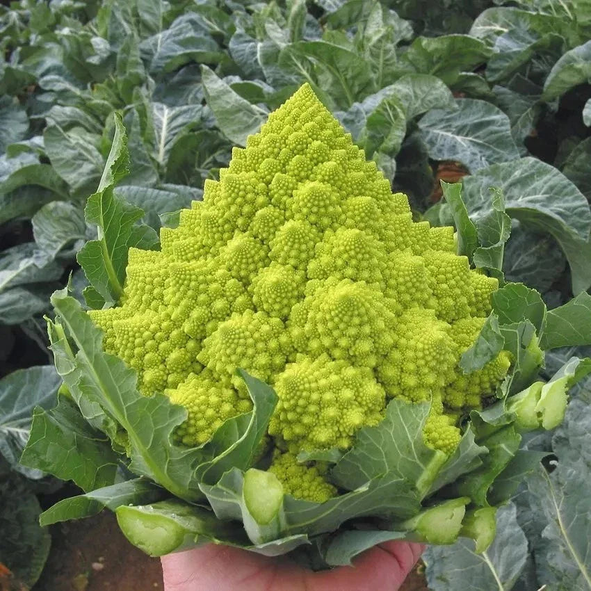 Romanesco Broccoli Seeds - 50+ Heirloom, Organic, Non-GMO - Fresh Vegetable Seeds for Gardening